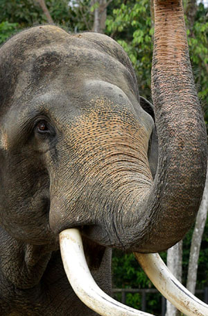Elephant Research Centre (ERC) at Vels University