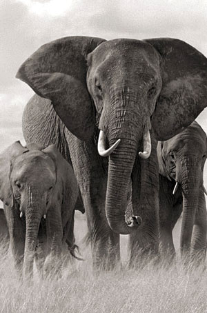 Elephant Research Centre (ERC) at Vels University